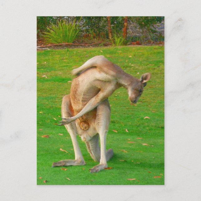 kanga stretch postcard (Front)