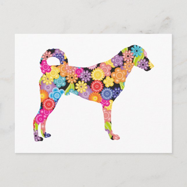 Kangal Dog Postcard (Front)