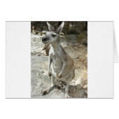 KANGAROO (Front Horizontal)