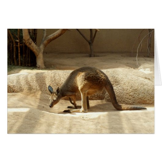 Kangaroo (Front Horizontal)