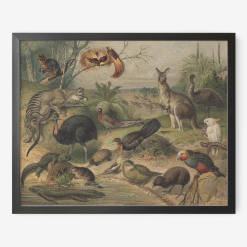 Kangaroo and Animal Friends in Australia Poster