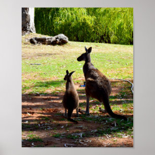 Kangaroo And Her Joey, Poster