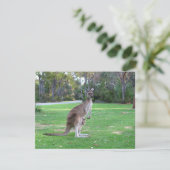 Kangaroo and Joey (Standing Front)