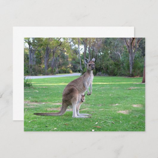 Kangaroo and Joey (Front/Back)