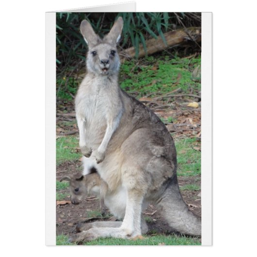 Kangaroo and Joey Cards (Front)