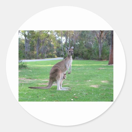 Kangaroo and Joey Classic Round Sticker