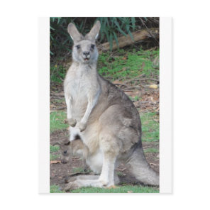 Kangaroo and Joey Postcard