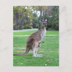 Kangaroo and Joey Postcard
