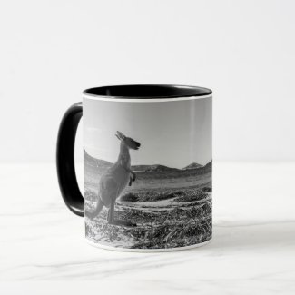 Kangaroo Australia Lucky Bay Black and White Photo