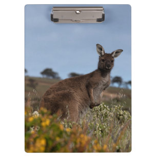 Kangaroo Australia Photo Clipboard