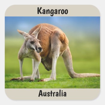 Kangaroo Background Square Sticker by paul68 at Zazzle