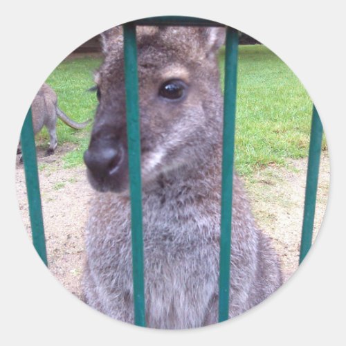 Kangaroo behind bars classic round sticker