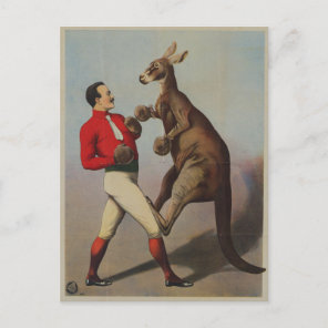 Kangaroo boxing sideshow postcard