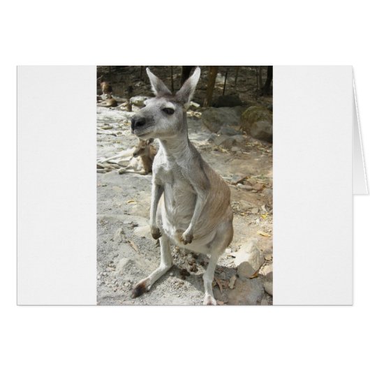 KANGAROO CARDS (Front Horizontal)