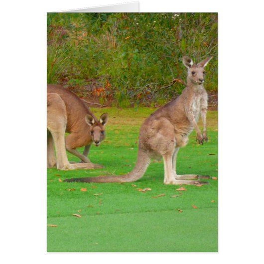kangaroo cards (Front)