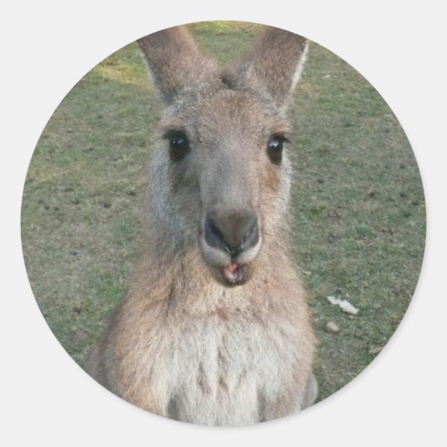 Kangaroo Classic Round Sticker (Front)
