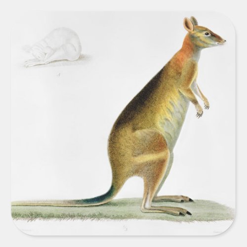 Kangaroo engraved by Coutant Square Sticker