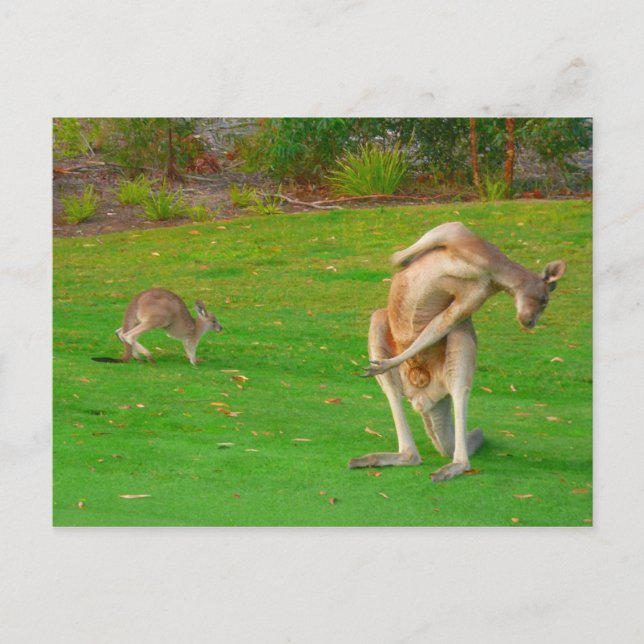 kangaroo family postcard (Front)