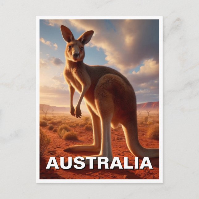 Kangaroo in the Outback Australia Postcard (Front)