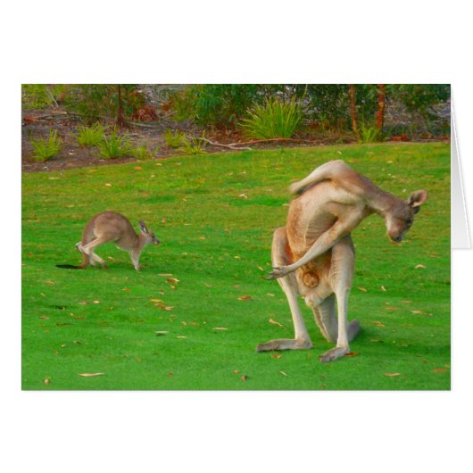 kangaroo & joey cards (Front Horizontal)