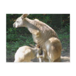 Kangaroo Joey  Postcard