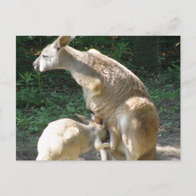 Kangaroo Joey  Postcard (Front)