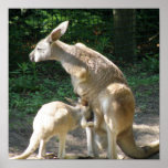 Kangaroo Joey  Poster