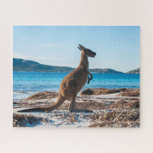 Kangaroo on the Beach in Lucky Bay 520 pieces Jigsaw Puzzle