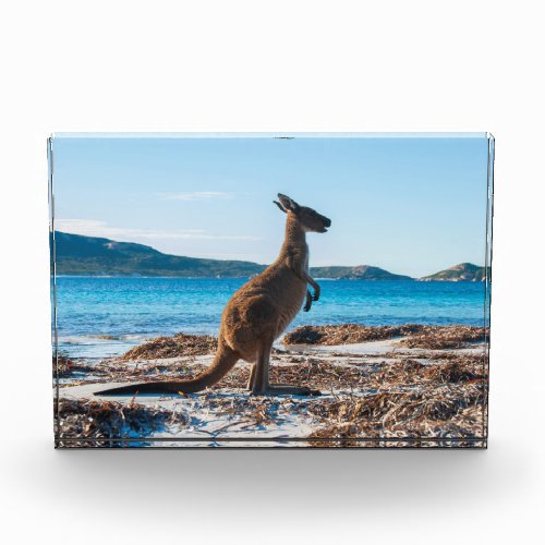 Kangaroo on the beach Lucky Bay Australia Photo Block