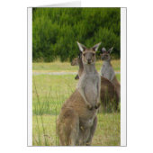 Kangaroo Paddock Cards (Front)