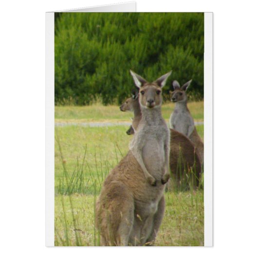 Kangaroo Paddock Cards (Front)