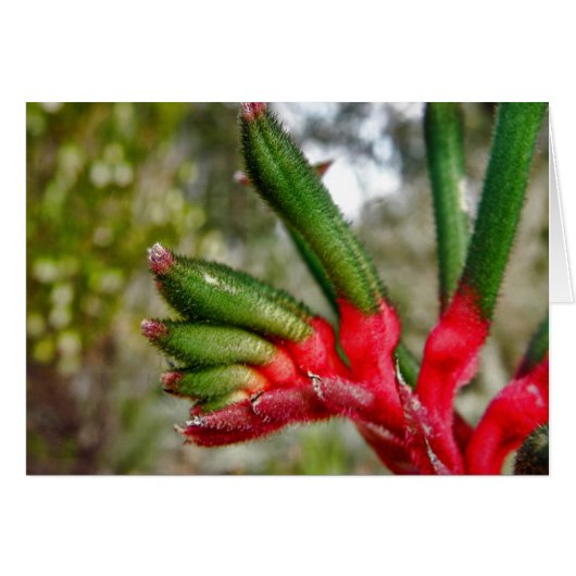 Kangaroo Paw in Perth, Australia Cards (Front Horizontal)