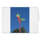 KANGAROO PAW PLANT (Front Horizontal)