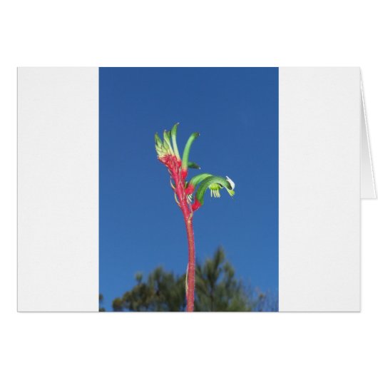 KANGAROO PAW PLANT (Front Horizontal)