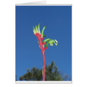 KANGAROO PAW PLANT (Front)