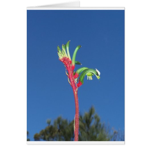 KANGAROO PAW PLANT CARDS (Front)