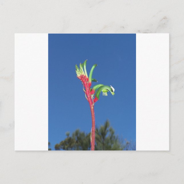 KANGAROO PAW PLANT POSTCARD (Front)