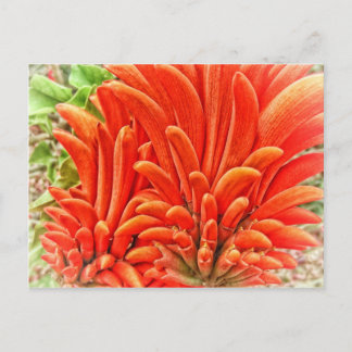 Kangaroo Paw Postcard