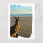 Kangaroo Photo Postcard
