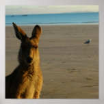 Kangaroo Photo Print