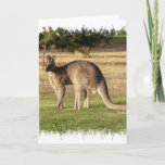 Kangaroo Picture Greeting Card