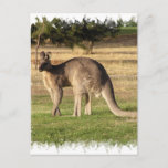 Kangaroo Picture Postcard