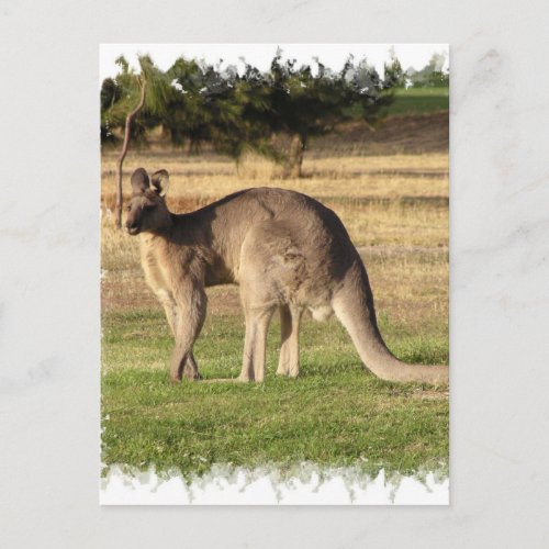 Kangaroo Picture Postcard