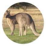 Kangaroo Picture Sticker
