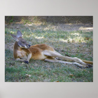 kangaroo posing like a playboy model poster