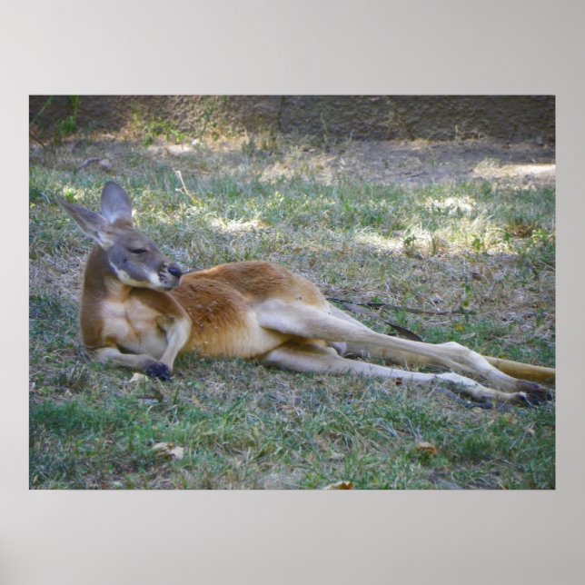 kangaroo posing like a playboy model poster (Front)