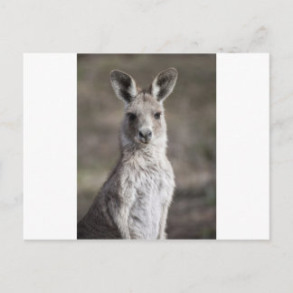 Kangaroo Postcard