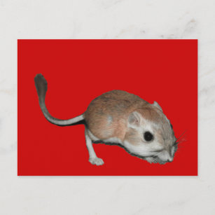Kangaroo rat postcard