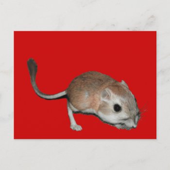 Kangaroo Rat Postcard by abadu44 at Zazzle
