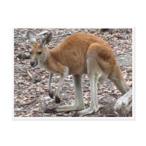 kangaroo red postcard